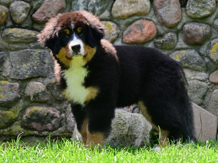 Tik 2 likusios nuostabios Berno Zenenhundų kalytės