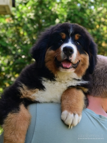 Tik 2 likusios nuostabios Berno Zenenhundų kalytės