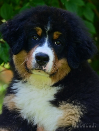 Tik 2 likusios nuostabios Berno Zenenhundų kalytės