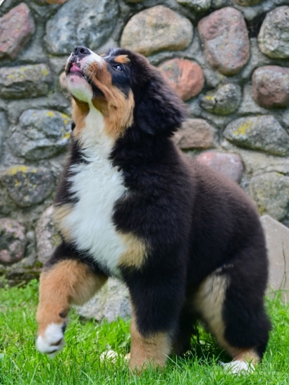 Tik 2 likusios nuostabios Berno Zenenhundų kalytės