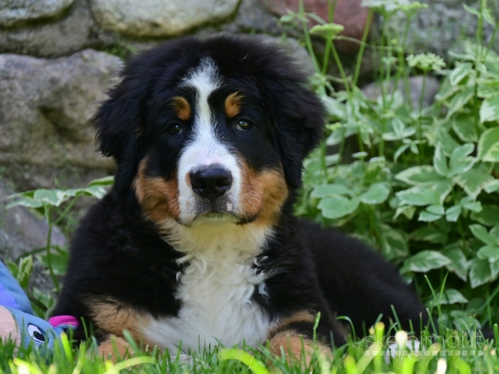 Tik 2 likusios nuostabios Berno Zenenhundų kalytės