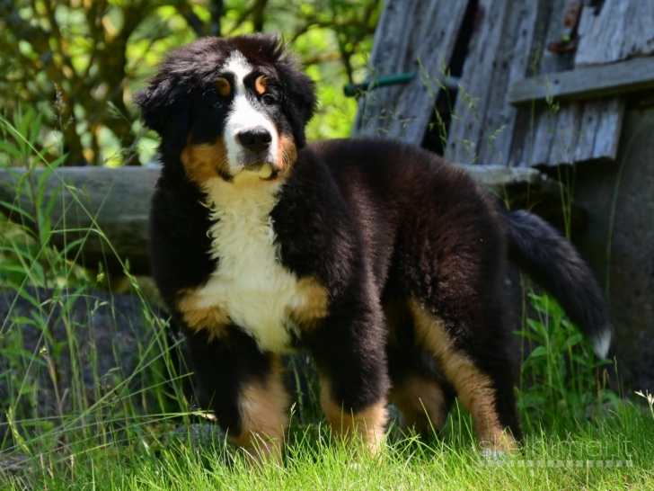 Tik 2 likusios nuostabios Berno Zenenhundų kalytės