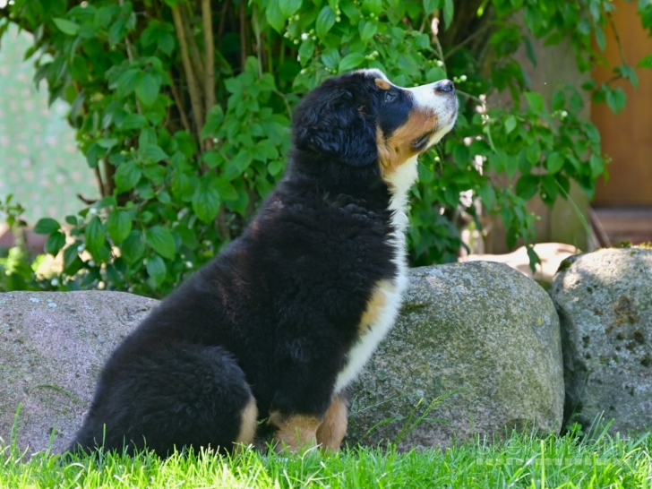 Tik 2 likusios nuostabios Berno Zenenhundų kalytės