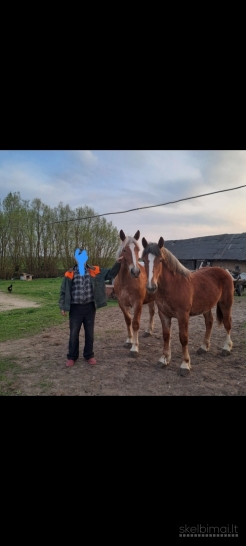 Parduodu dvi kumeles 