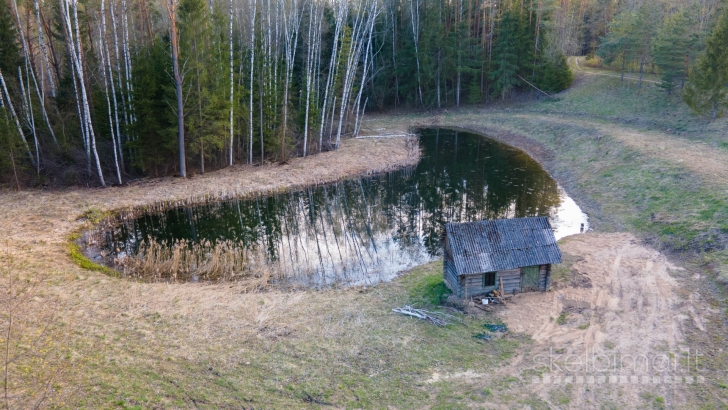 Vienkiemis miške netoli ežero prie Dūsetų, su tvenkiniu