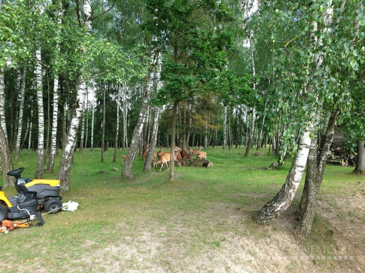 Parduodamas išskirtinio grožio 13,16 ha sklypas su elniais