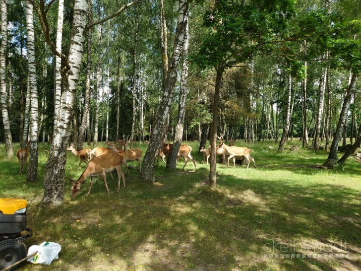 Parduodamas išskirtinio grožio 13,16 ha sklypas su elniais