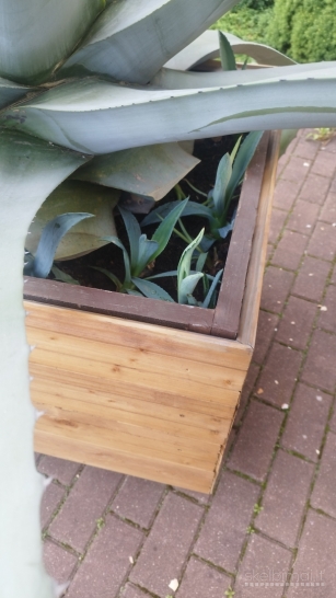 Parduodu Agavą, kuri tikrai už jus aukštesnė!