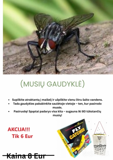 Musių gaudyklė