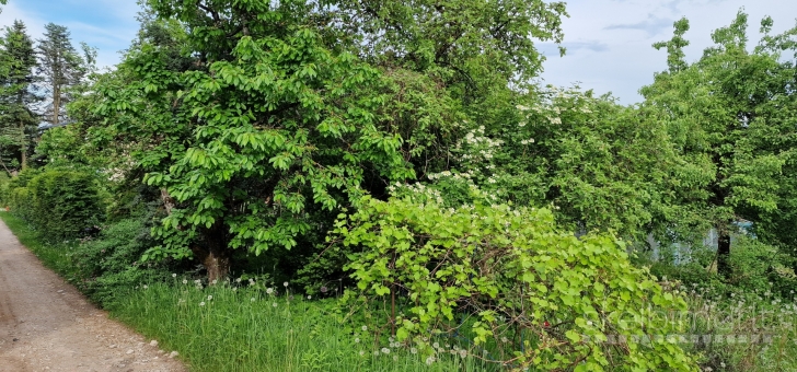 Parduodamas sodas Lapių seniūnijoje Tauralaukio kaime