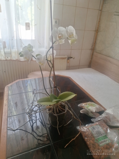 Dovanoju gėlę/augalą Klaipėdoje