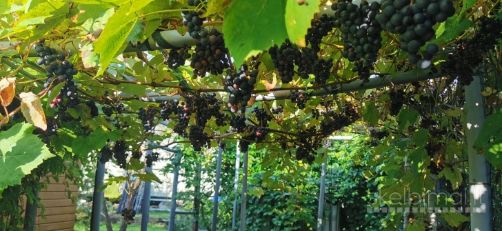 Sodas Daukniškių k.,Panevėžio r.sav.