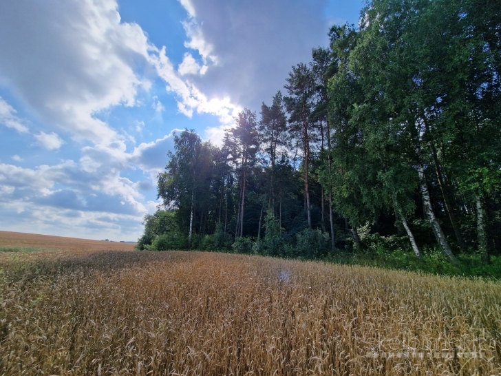 PARDUODAMAS ŽEMĖS ŪKIO PASKIRTIES SKLYPAS 11,6608 HA BŪTENIŲ KM. TAURAGĖS RAJ
