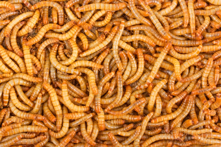 Didysis milčius – Tenebrio molitor, Gyvas pašaras ropliams