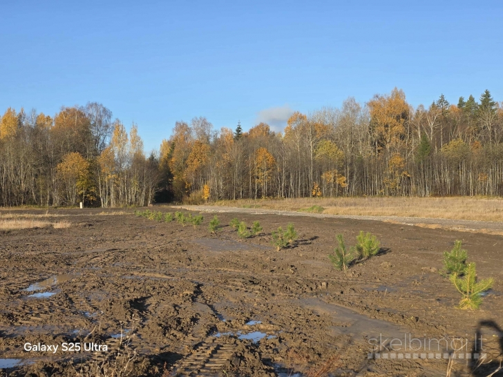 PAVENČIŲ G. PABAIGOJE, LAURŲ KVARTALE, MAŽEIKIUOSE PARDUODAMI 10 A. SKLYPAI