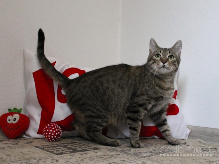 Dovanojama labai draugiška, sterilizuota katytė