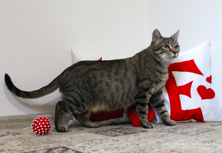 Dovanojama labai draugiška, sterilizuota katytė