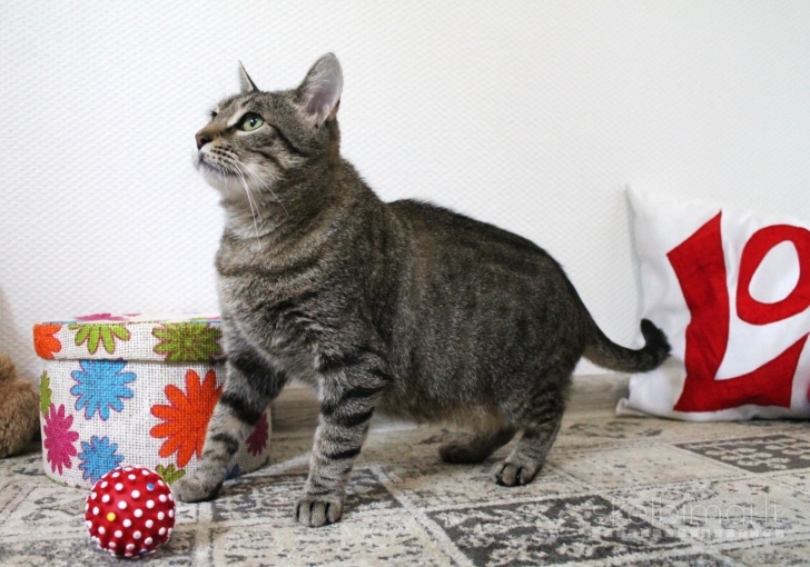 Dovanojama labai draugiška, sterilizuota katytė