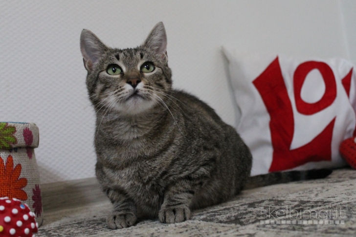 Dovanojama labai draugiška, sterilizuota katytė