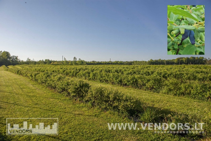 PARDUODAMAS SAUSMEDŽIŲ ŪKIS RIETAVO SAV., ŽADVAINIŲ K., JŪROS G.