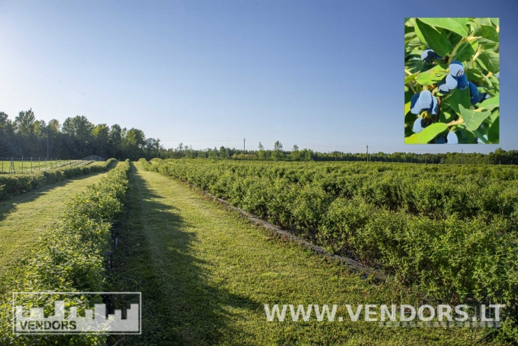 PARDUODAMAS SAUSMEDŽIŲ ŪKIS RIETAVO SAV., ŽADVAINIŲ K., JŪROS G.