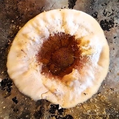 Medžio grybo -  "Trobagrybio"  naikinimas/šalinimas visoje Lietuvoje