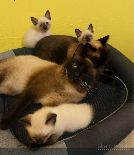 Parduodami SIAMO veislės kačiukai  2 mėnesiai 