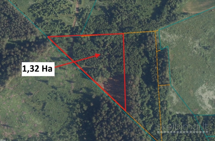 Parduodamas 1,32 Ha jaunuolynas, Rokiškio raj.