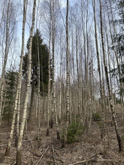 Parduodamas 1,32 Ha jaunuolynas, Rokiškio raj.