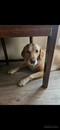 Šunų ir kačių priežiūra