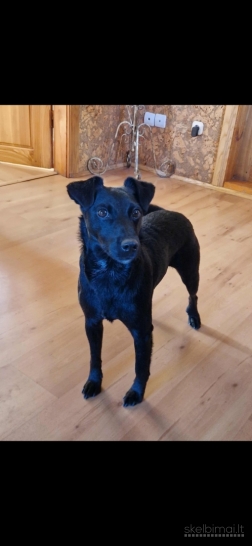 Šunų ir kačių priežiūra