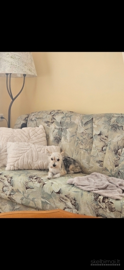 Šunų ir kačių priežiūra