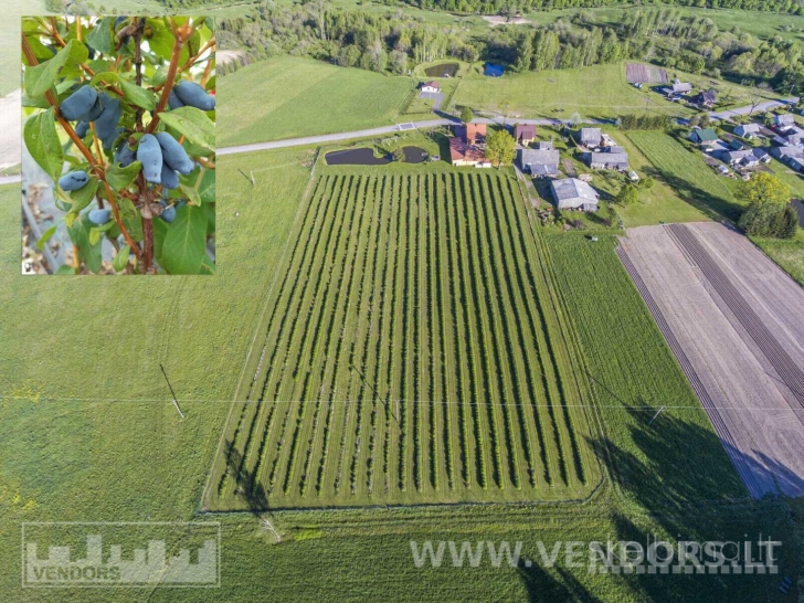 PARDUODAMAS SAUSMEDŽIŲ ŪKIS RIETAVO SAV., ŽADVAINIŲ K., JŪROS G.