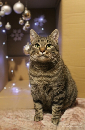 Dovanojama labai draugiška, sterilizuota katytė