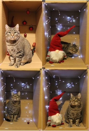 Dovanojama labai draugiška, sterilizuota katytė