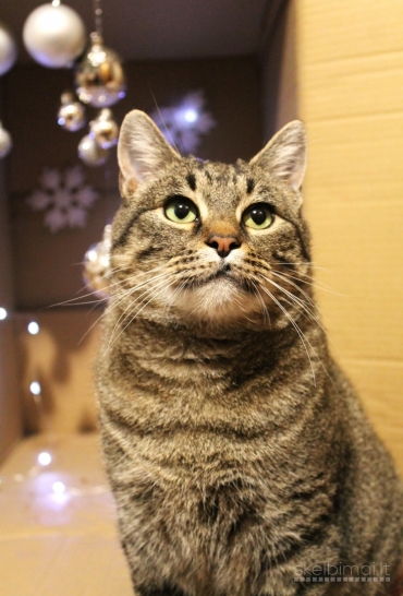 Dovanojama labai draugiška, sterilizuota katytė