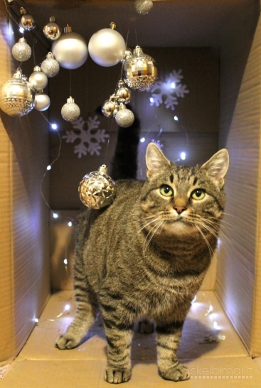 Dovanojama labai draugiška, sterilizuota katytė