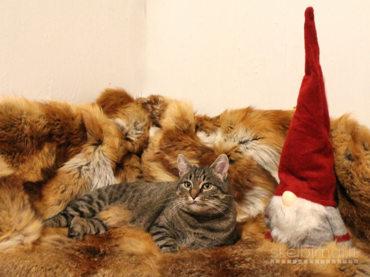 Dovanojama labai draugiška, sterilizuota katytė