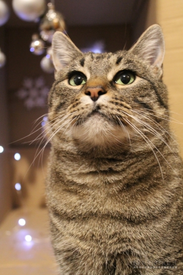 Dovanojama labai draugiška, sterilizuota katytė