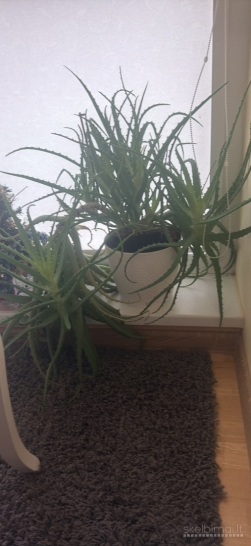 Didelis vaistinis alijošius 