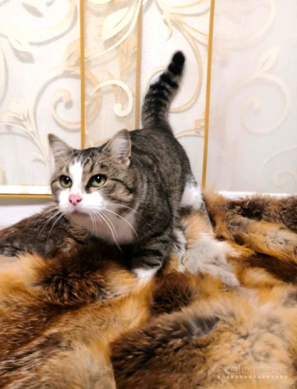 Katinėlis Čipsas ieško namų !