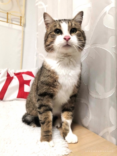 Katinėlis Čipsas ieško namų !