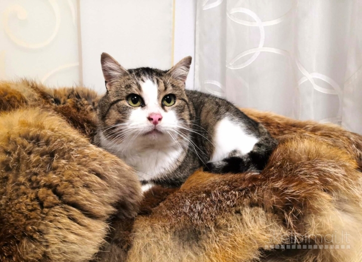 Katinėlis Čipsas ieško namų !