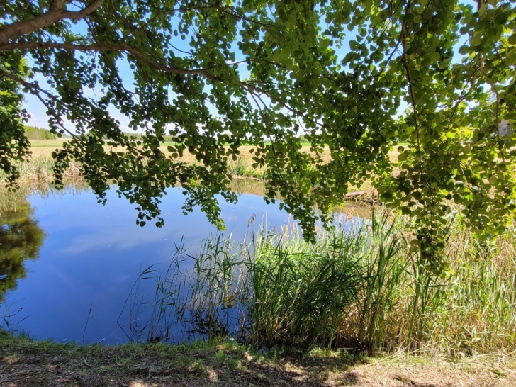 PARDUODAMA SODYBA SU DIDELIU SKLYPU IR ŪKINIAIS PASTATAIS KYBARTUOSE!