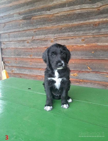 Parduodami dalmadudelių šuniukai