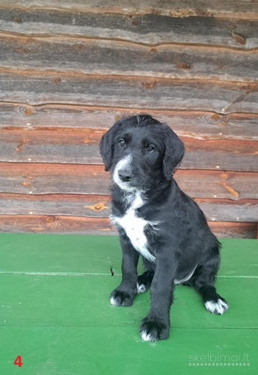 Parduodami dalmadudelių šuniukai
