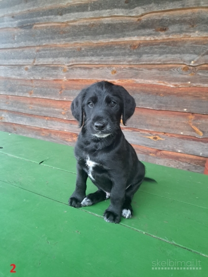 Parduodami dalmadudelių šuniukai