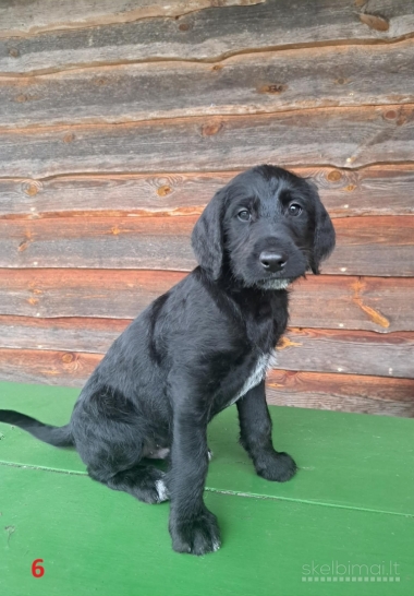 Parduodami dalmadudelių šuniukai