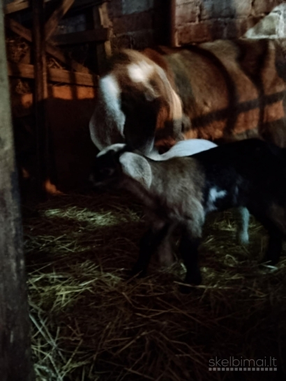 Parduodu ozkute su dvejais oziukais