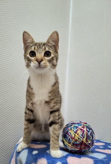 Dovanojama labai miela, jaunutė katytė